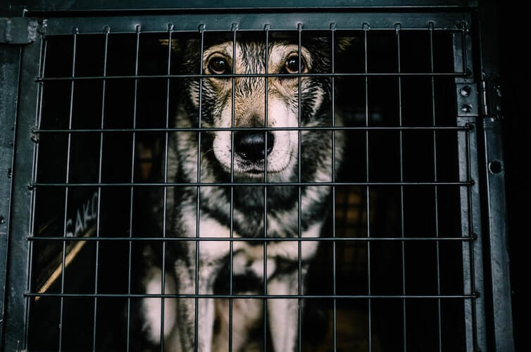 A sad dog in a carrier