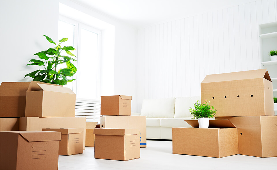 Labeled boxes, plants, and a couch