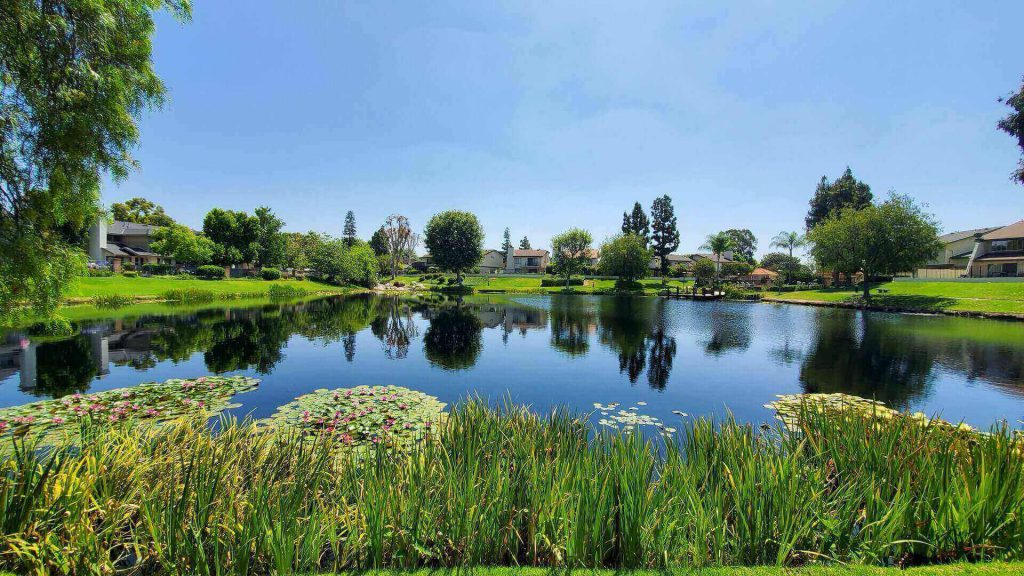 Beautiful pond surrounded by greenery