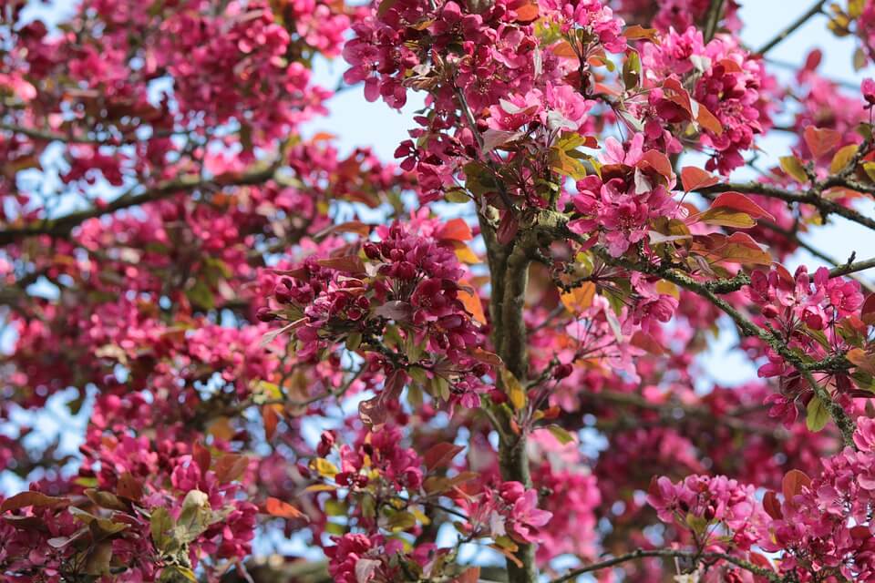 A blooming crabapple tree