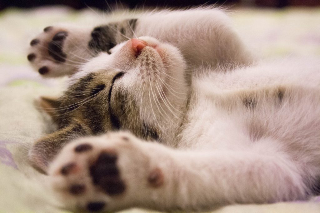 A cat laying around