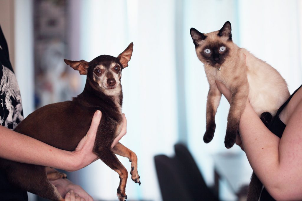 Two animals waiting for the local movers in Chicago to relocate their home