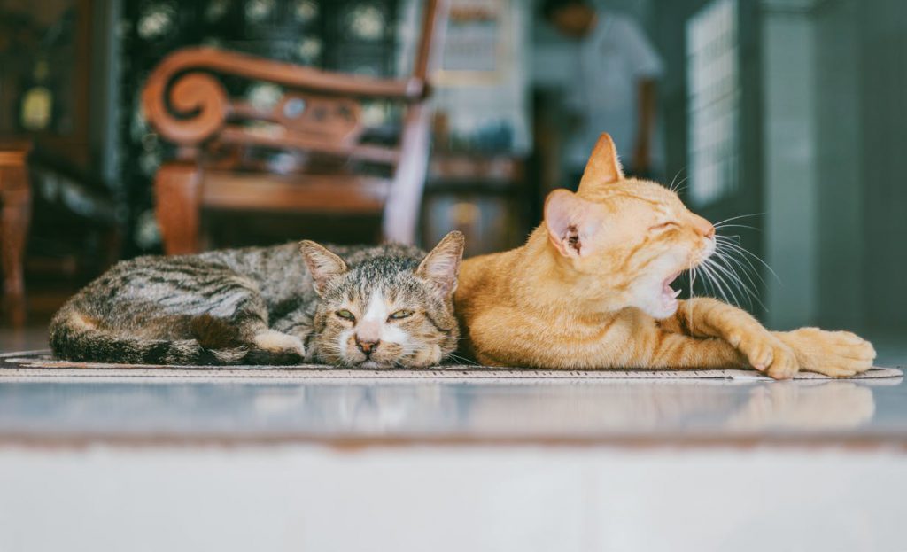 Felines laying on the floor