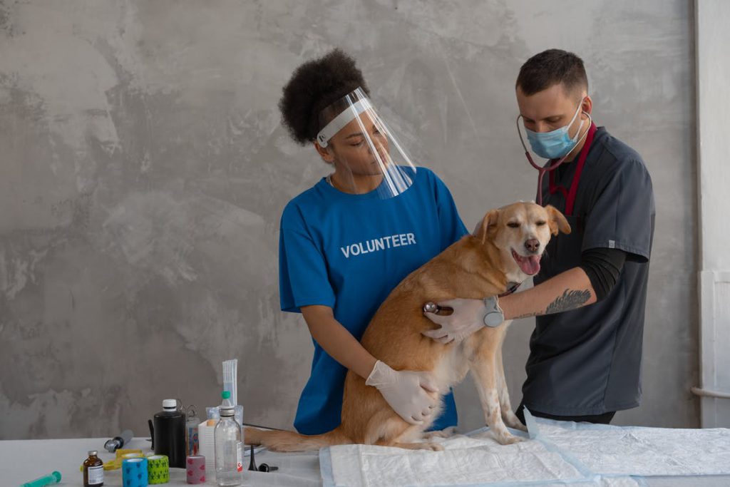 A vet checking out a dog before moving services in Chicago arrive